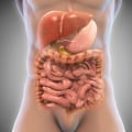 Understanding Gut Health and Vitamin D Absorption
