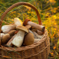 All you need to know about mushrooms exposed to sunlight