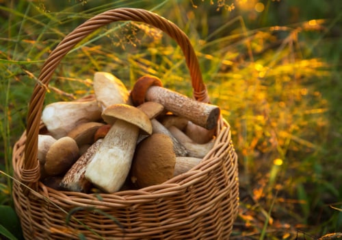 All you need to know about mushrooms exposed to sunlight